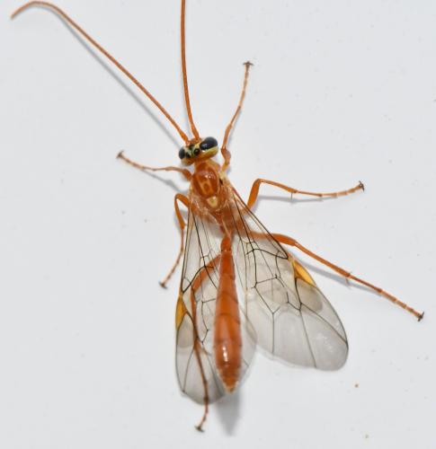 Réf. 341 892 : Ophion minutus